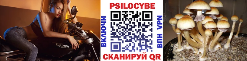 как найти закладки Волосово Псилоцибиновые грибы Psilocybe